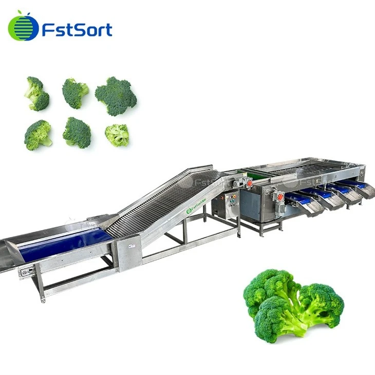 Broccoli Washing Grading Machinery best